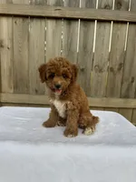 Sophie (micro Mini), a female Miniature Goldendoodle for sale in Nashville, TN – 1 of 7