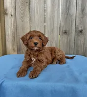 Stella, a female Miniature Goldendoodle for sale in Nashville, TN – 3 of 4