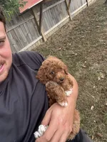 Sidney (micro mini), a female Miniature Goldendoodle for sale in Nashville, TN – 2 of 7