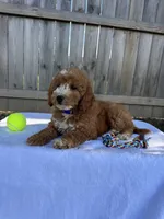 Sydney, a female Miniature Goldendoodle for sale in Nashville, TN – 7 of 7