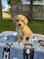 Baxter, a male Miniature Goldendoodle for sale in Nashville, TN – 3 of 5