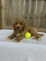 Sarah (micro mini), a female Miniature Goldendoodle for sale in Nashville, TN – 2 of 4