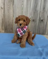 Sarah, a female Miniature Goldendoodle for sale in Nashville, TN – 2 of 4
