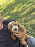 Sophie, a female Miniature Goldendoodle for sale in Nashville, TN – 5 of 5