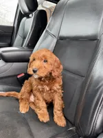 Snoopy, a male Miniature Goldendoodle for sale in Nashville, TN – Photo 9 of 10