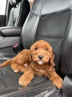 Snoopy, a male Miniature Goldendoodle for sale in Nashville, TN – Photo 3 of 10