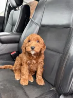 Snoopy, a male Miniature Goldendoodle for sale in Nashville, TN – Photo 5 of 10