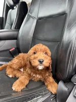 Snoopy, a male Miniature Goldendoodle for sale in Nashville, TN – Photo 8 of 10