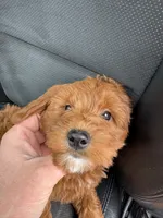 Snoopy, a male Miniature Goldendoodle for sale in Nashville, TN – Photo 6 of 10