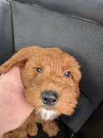 Snoopy, a male Miniature Goldendoodle for sale in Nashville, TN – Photo 4 of 10