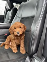 Snoopy, a male Miniature Goldendoodle for sale in Nashville, TN – Photo 7 of 10