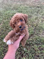 Sidney (micro mini), a female Miniature Goldendoodle for sale in Nashville, TN – 1 of 7