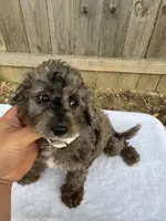 Stella (micro mini), a female Miniature Goldendoodle for sale in Nashville, TN – 1 of 8