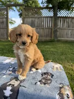 Buddy, a male Miniature Goldendoodle for sale in Nashville, TN – 4 of 5