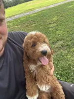 Jase, a male Miniature Goldendoodle for sale in Nashville, TN – 2 of 5