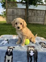 Baxter, a male Miniature Goldendoodle for sale in Nashville, TN – 5 of 5