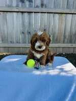 Simba, a male Miniature Goldendoodle for sale in Nashville, TN – 4 of 4