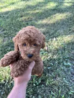 Scout, a male Miniature Goldendoodle for sale in Nashville, TN – 6 of 7