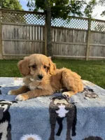 Buddy, a male Miniature Goldendoodle for sale in Nashville, TN – 5 of 5