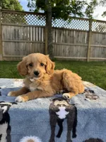 Buddy, a male Miniature Goldendoodle for sale in Nashville, TN – 2 of 5