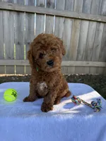 Scout, a male Miniature Goldendoodle for sale in Nashville, TN – 7 of 7