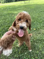 Jase, a male Miniature Goldendoodle for sale in Nashville, TN – 1 of 5