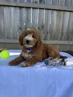 Sydney, a female Miniature Goldendoodle for sale in Nashville, TN – 6 of 7