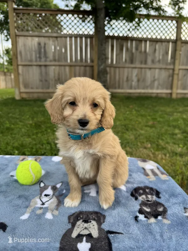Bella – Miniature Goldendoodle puppy for sale in Nashville, TN