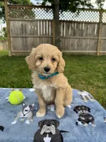 Bella, a female Miniature Goldendoodle for sale in Nashville, TN – 1 of 7