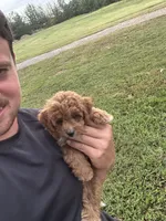Sophie (micro Mini), a female Miniature Goldendoodle for sale in Nashville, TN – 2 of 7