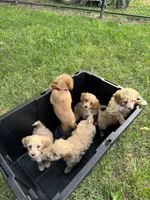 Bella, a female Miniature Goldendoodle for sale in Nashville, TN – 7 of 7
