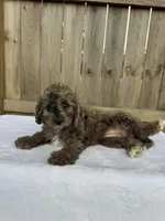 Stella (micro mini), a female Miniature Goldendoodle for sale in Nashville, TN – 2 of 8
