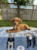Bruno, a male Miniature Goldendoodle for sale in Nashville, TN – 6 of 6