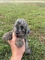 Stella (micro mini), a female Miniature Goldendoodle for sale in Nashville, TN – 3 of 8
