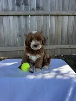 Simba, a male Miniature Goldendoodle for sale in Nashville, TN – 3 of 4