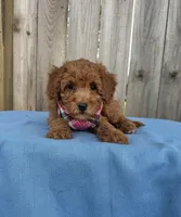 Sarah, a female Miniature Goldendoodle for sale in Nashville, TN – 3 of 4