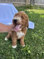 Jase, a male Miniature Goldendoodle for sale in Nashville, TN – 4 of 5