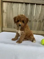 Sophie (micro Mini), a female Miniature Goldendoodle for sale in Nashville, TN – 7 of 7