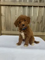 Sidney (micro mini), a female Miniature Goldendoodle for sale in Nashville, TN – 5 of 7