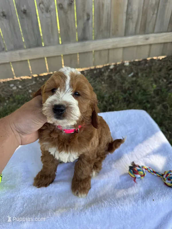 Sophie – Miniature Goldendoodle puppy for sale in Nashville, TN