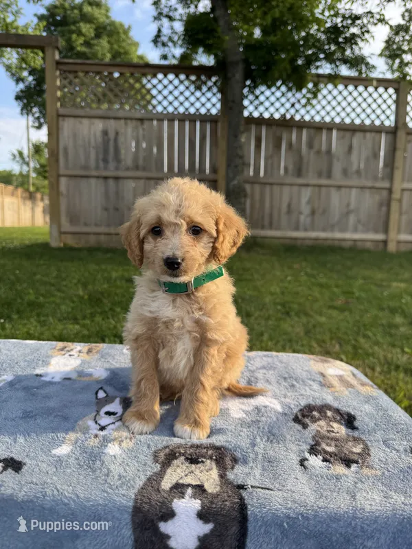 Bailey – Miniature Goldendoodle puppy for sale in Nashville, TN