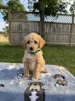 Bailey, a male Miniature Goldendoodle for sale in Nashville, TN – 1 of 2