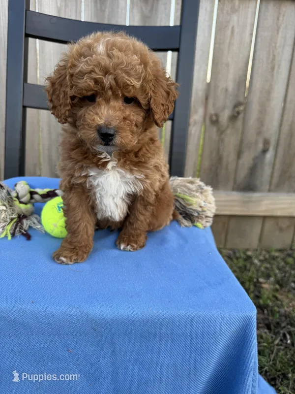 Charlie – Miniature Goldendoodle puppy for sale in Nashville, TN