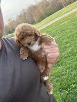 Charlie, a male Miniature Goldendoodle for sale in Nashville, TN – Photo 3 of 7