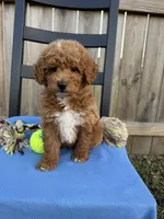 Charlie, a male Miniature Goldendoodle for sale in Nashville, TN – Photo 7 of 7