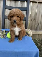 Charlie, a male Miniature Goldendoodle for sale in Nashville, TN – Photo 6 of 7
