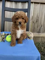 Charlie, a male Miniature Goldendoodle for sale in Nashville, TN – Photo 5 of 7