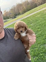 Charlie, a male Miniature Goldendoodle for sale in Nashville, TN – Photo 2 of 7