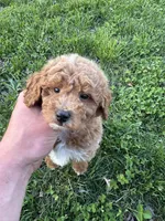 Charlie, a male Miniature Goldendoodle for sale in Nashville, TN – Photo 4 of 7