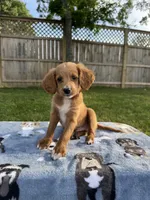Bruno, a male Miniature Goldendoodle for sale in Nashville, TN – 3 of 6